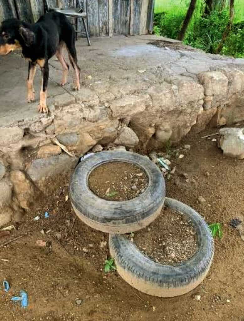 A black dog standing atop a rustic stone boundary with two repurposed tires filled with soil, positioned on the ground beside a wooden fence and greenery in the background.