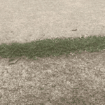 A closeup view of a sidwalk, with grass growing between the gap of two sections of concrete.