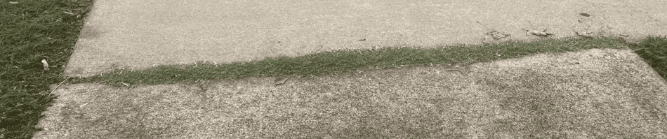 A closeup view of a sidwalk, with grass growing between the gap of two sections of concrete.