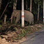 A wild tusker elephant walks among trees beside a jungle road at night in India